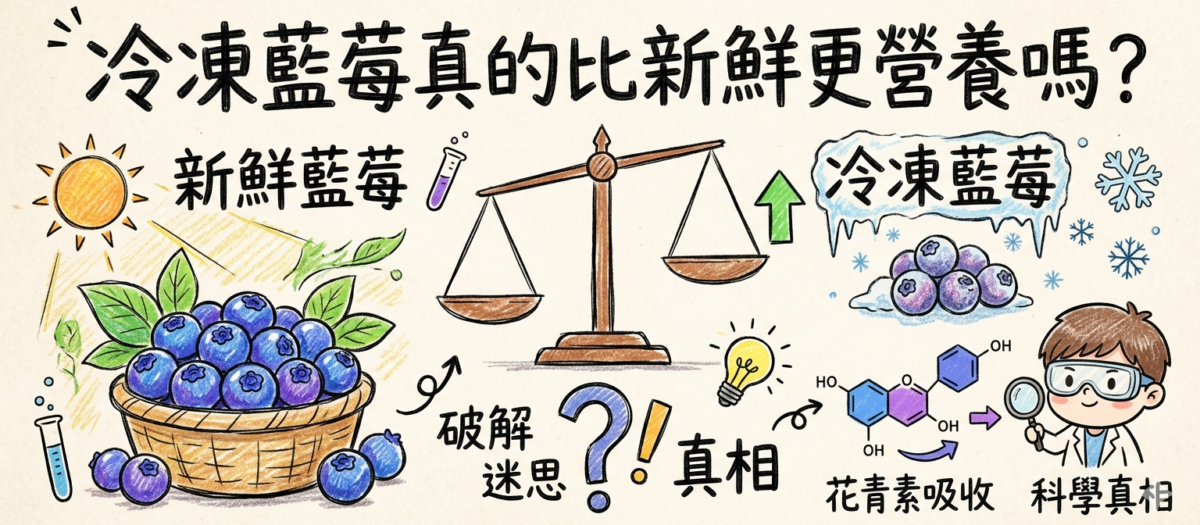 冷凍藍莓真的比新鮮更營養嗎？破解迷思與花青素吸收的科學真相